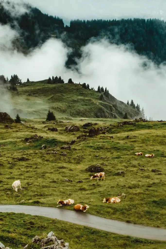 cow standing near road , travel decor